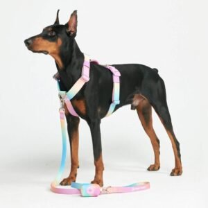 Pastel Icing Comfort Control No-Pull Dog Harness Set